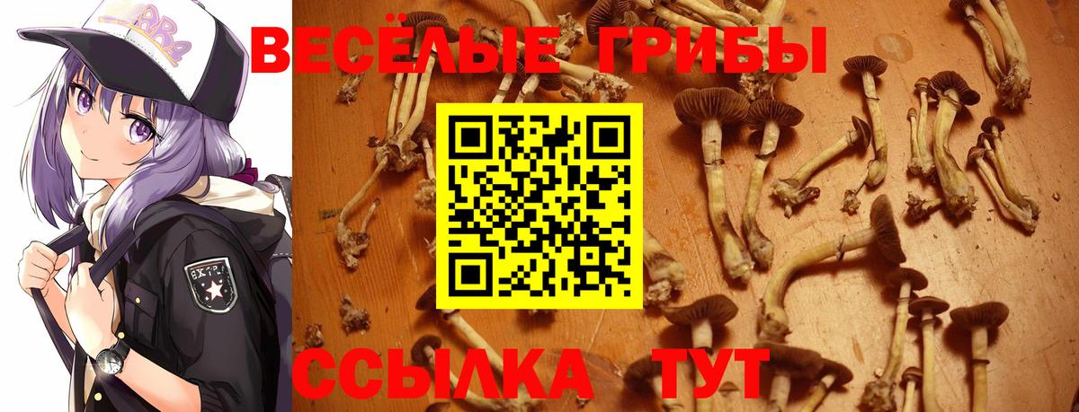 Псилоцибиновые грибы Psilocybe  Псилоцибиновые грибы мухоморы  Урус-Мартан 